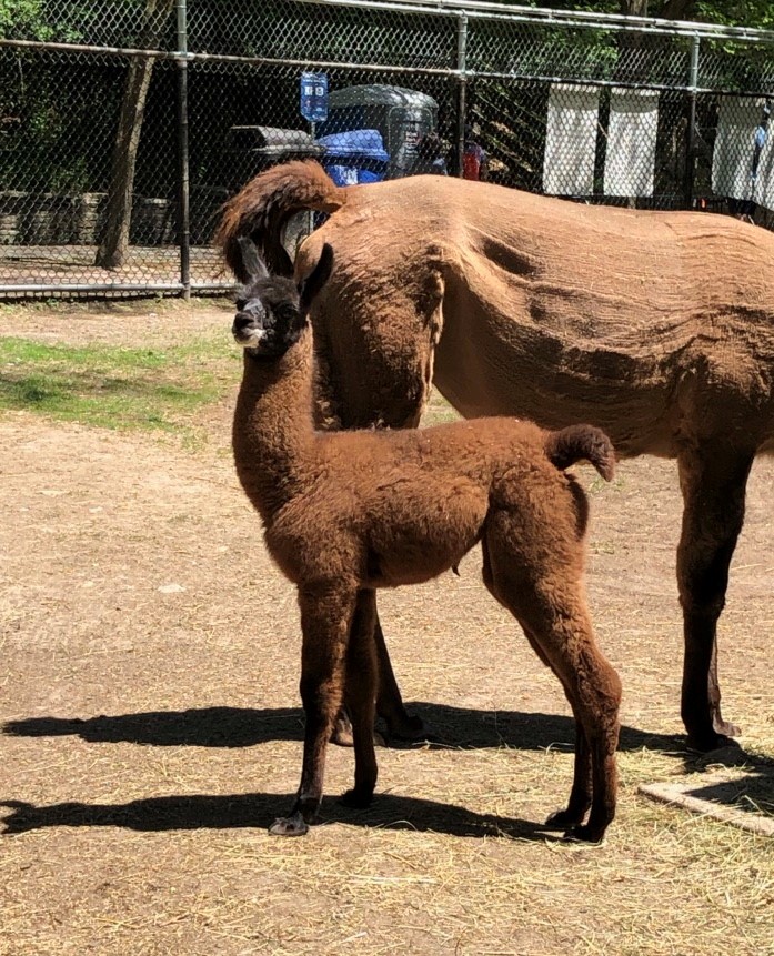 High Park Zoo Volunteer